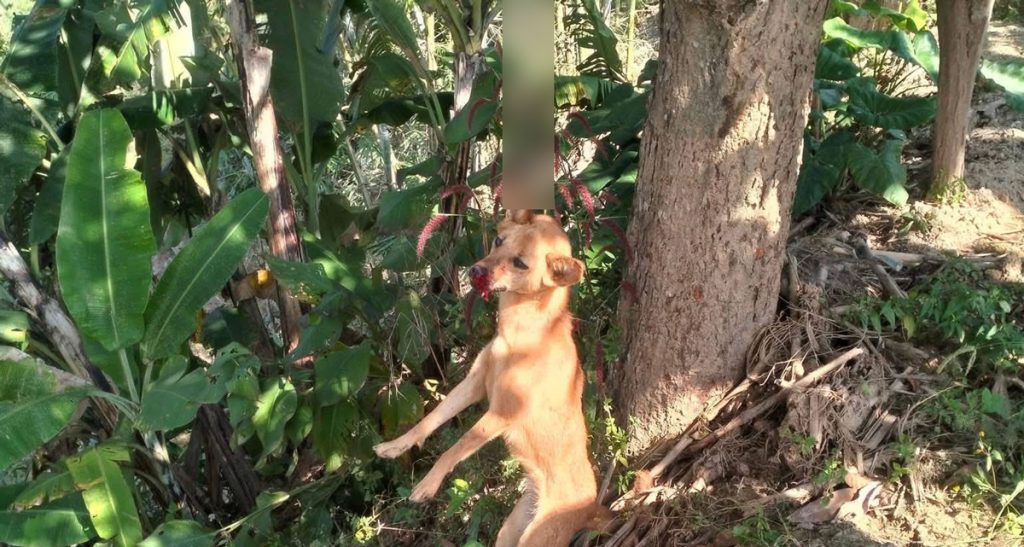 कुकुरलाई झुण्ड्याएर कुटपिट गरी निर्दयी तरिकाले मार्नेलाई अदालतमा पेश गरियो