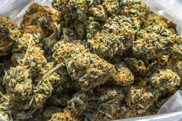 करिब ६ सय ७८ किलो गाँजा सहित दुई जना पक्राउ