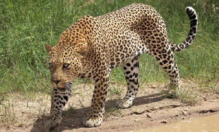 घरभित्र पसेको चितुवाको आक्रमणमा दुई जना  घाइते